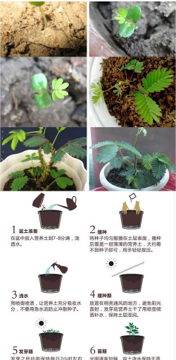 小众送妈妈的花有哪些花