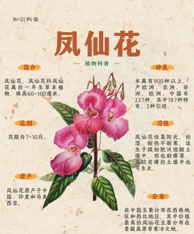 小众送妈妈的花有哪些花