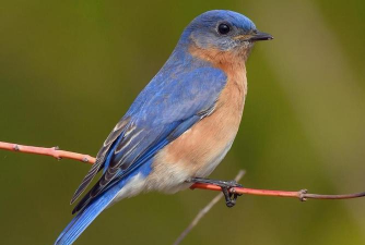 小众送妈妈的花有哪些花