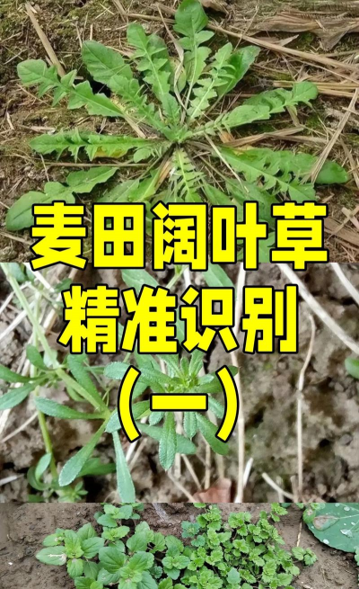 阔叶草指的是什么草