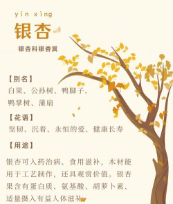 银杏树特点