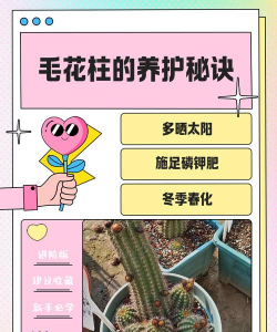 小众送妈妈的花有哪些花