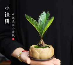 小众送妈妈的花有哪些花