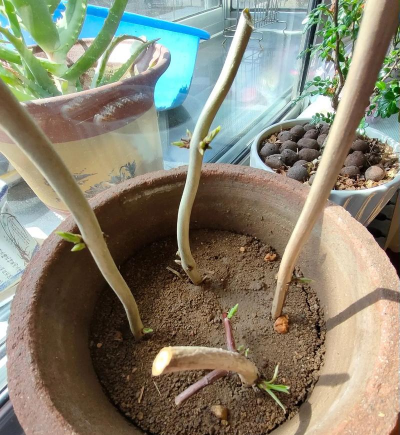 小众送妈妈的花有哪些花