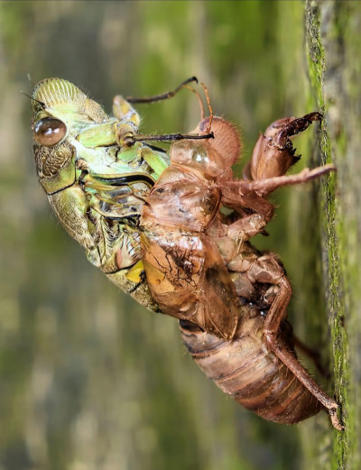 小众送妈妈的花有哪些花