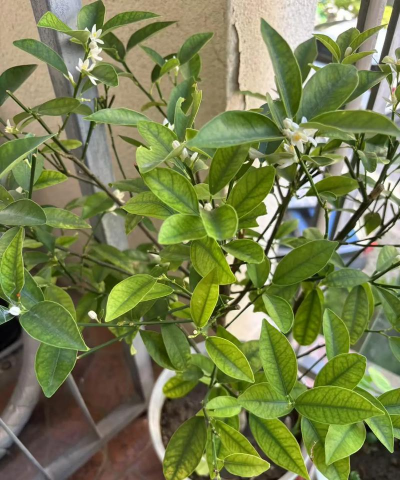 小众送妈妈的花有哪些花