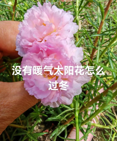 小众送妈妈的花有哪些花