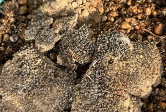 小众送妈妈的花有哪些花