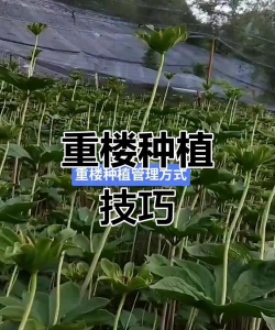 小众送妈妈的花有哪些花