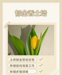 小众送妈妈的花有哪些花