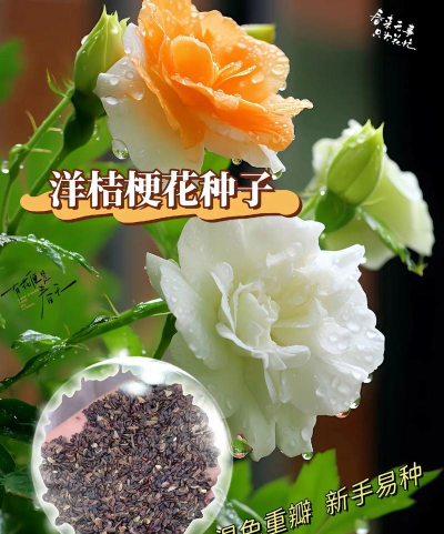 小众送妈妈的花有哪些花