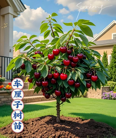 樱桃树能活多少年