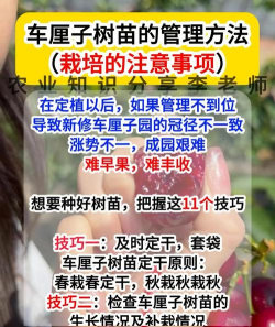 车厘子树苗栽培方法