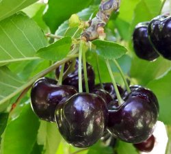 小众送妈妈的花有哪些花