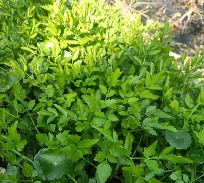 小众送妈妈的花有哪些花