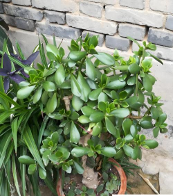 小众送妈妈的花有哪些花