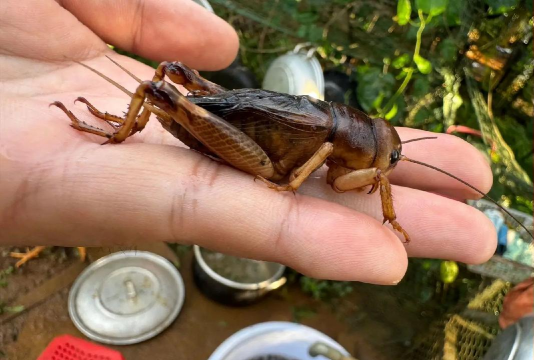 蟋蟀长什么样子