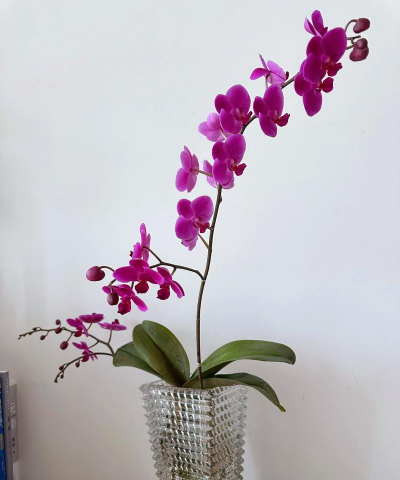 小众送妈妈的花有哪些花