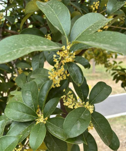 木犀科植物有哪些