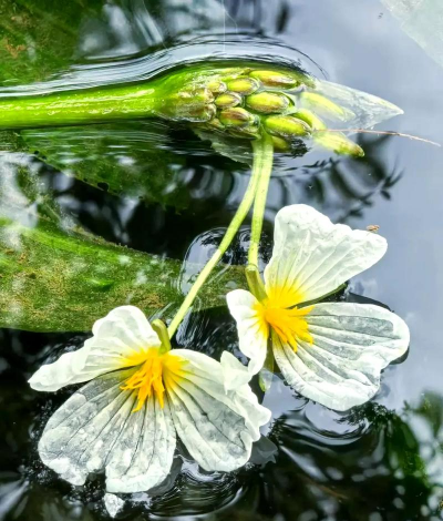 小众送妈妈的花有哪些花