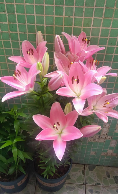 小众送妈妈的花有哪些花