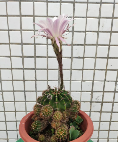 小众送妈妈的花有哪些花