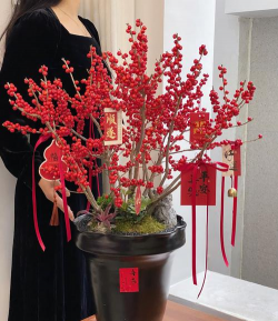 小众送妈妈的花有哪些花