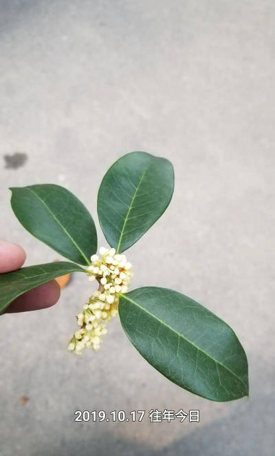 小众送妈妈的花有哪些花