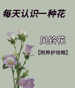 小众送妈妈的花有哪些花