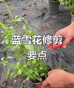 小众送妈妈的花有哪些花