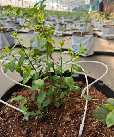 小众送妈妈的花有哪些花