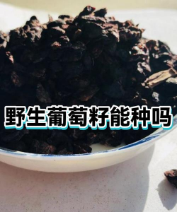 葡萄籽能种出葡萄吗