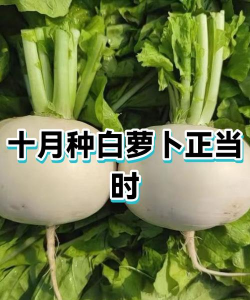 萝卜十月份能不能种了