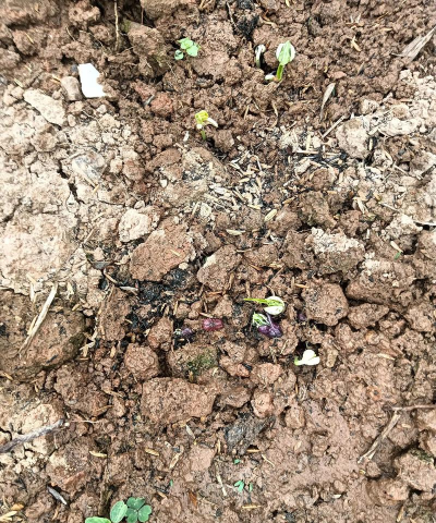 小众送妈妈的花有哪些花