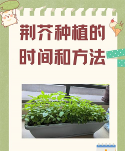 荆芥种植的时间和方法
