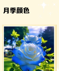 小众送妈妈的花有哪些花