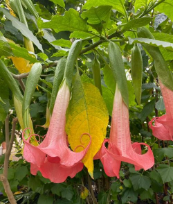 小众送妈妈的花有哪些花