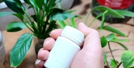 小众送妈妈的花有哪些花