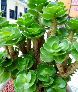 耐旱又好成活的植物