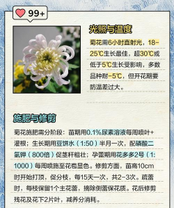 小众送妈妈的花有哪些花