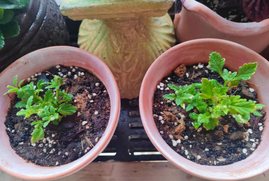 小众送妈妈的花有哪些花