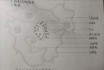 小众送妈妈的花有哪些花