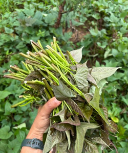 小众送妈妈的花有哪些花