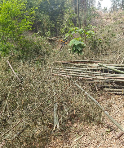 小众送妈妈的花有哪些花