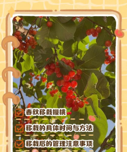 移栽樱桃树最佳时间