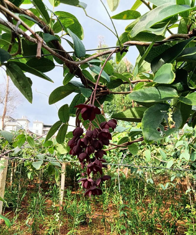 小众送妈妈的花有哪些花