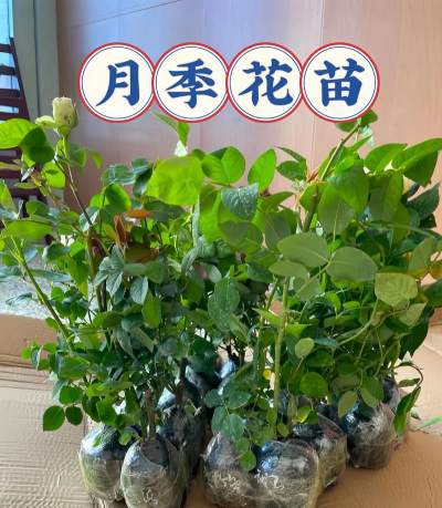 小众送妈妈的花有哪些花