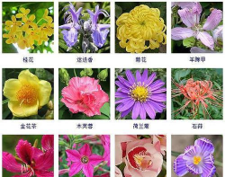 小众送妈妈的花有哪些花