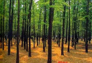 直立茎的植物有哪些 直立茎的植物有哪些