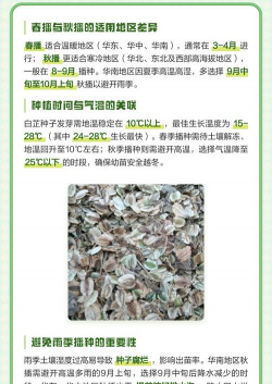 白芷几月份种植最佳